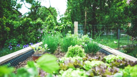 Ein Hochbeet in einem Kleingarten.